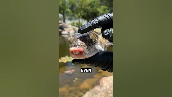 Why Do Fishermen Throw Puffer Fish Back Into The Water? 😱