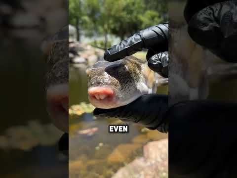 Why Do Fishermen
