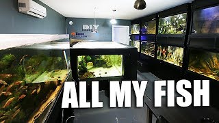 All my aquariums tour