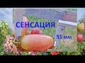 Виноград 2018  Виноград Сенсация в Полтаве