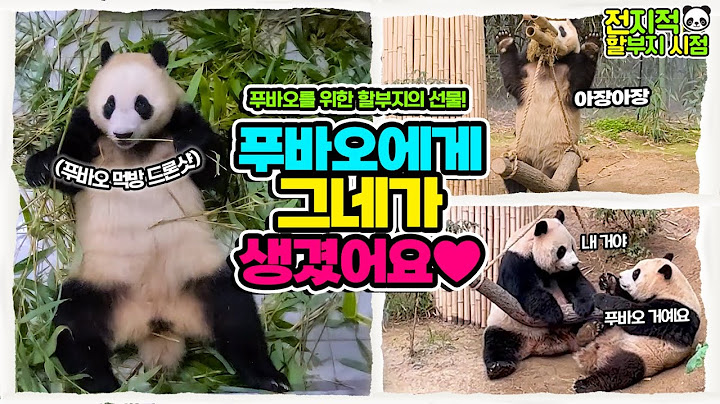 (SUB) I sometimes...give my body to a swing...☆ Fubao&Aibao play with a swing!🐼│Everland Panda Fubao