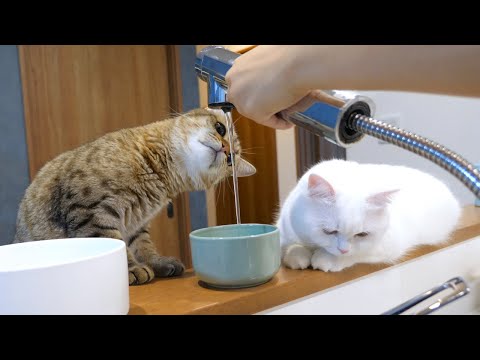 流れる水が気になりすぎて濡れちゃった猫！