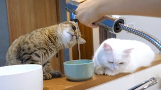 流れる水が気になりすぎて濡れちゃった猫！