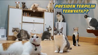 11 KUCING IKUT NYOBLOS PRESIDEN