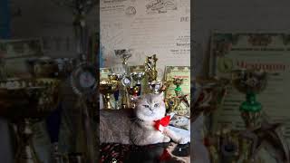 Чемпион кот Геннадий Чемпион кот Геннадий