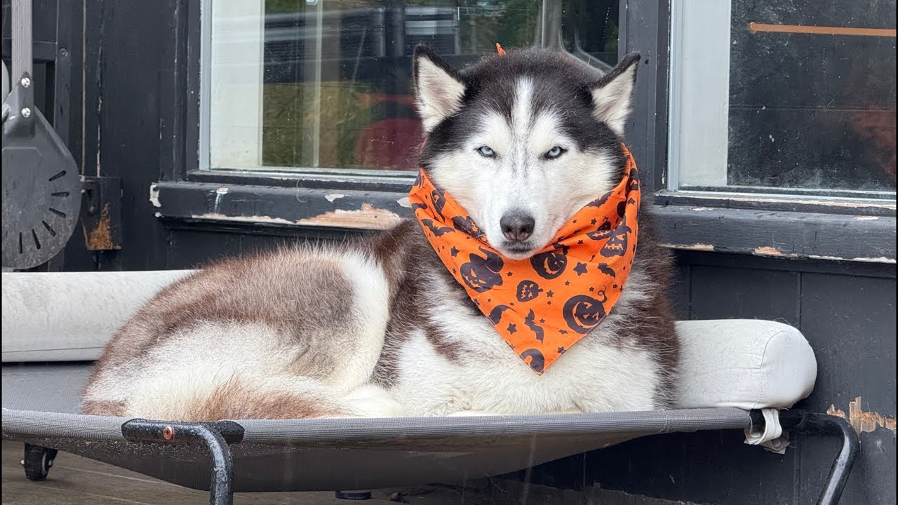 It’s pouring down with rain, I’m sick, and we’re talking all things Husky and recapping the week!