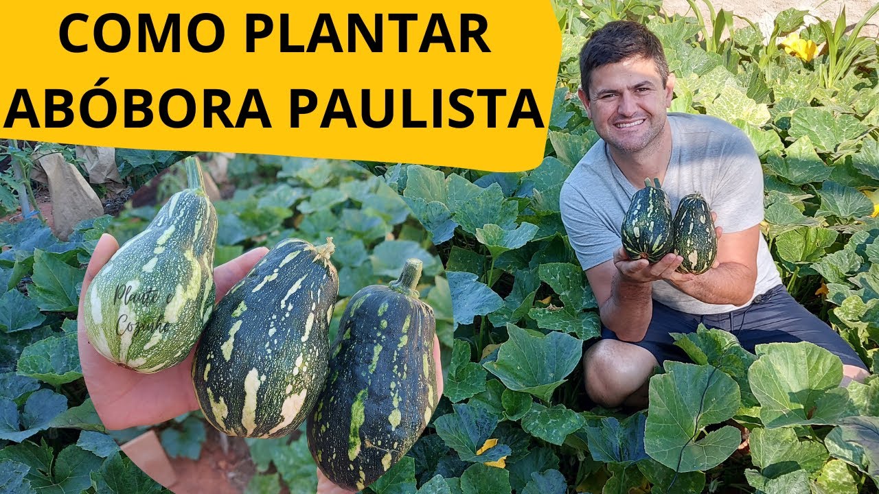 Como PLANTAR ABÓBORA paulista e ter COLHEITA FARTA! Dicas de plantio ORGÂNICO de abóbora