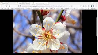 How to configure and use Copyright Watermarks for image files in Alma Digital (Nov 28, 2021)
