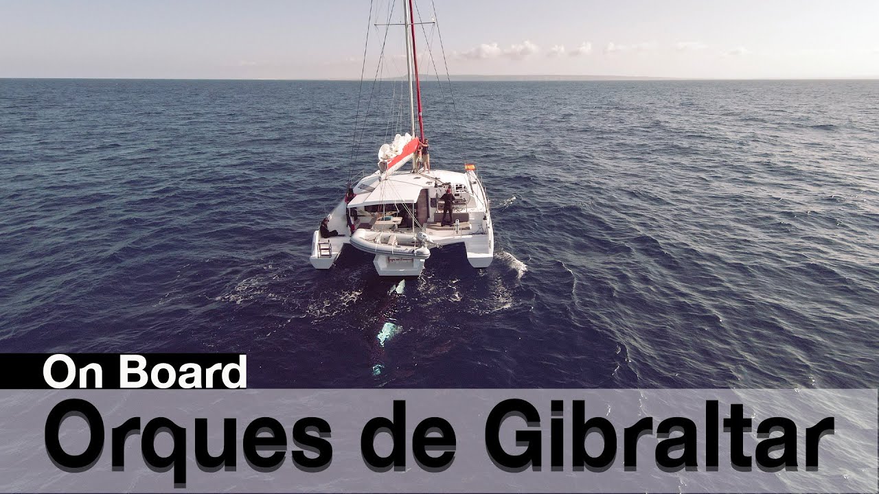 Des orques à l'assaut des bateaux !