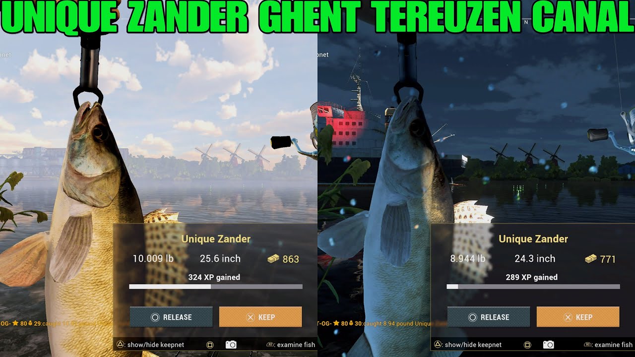 Unique Zander At Ghent Terneuzen Canal Fishing YouTube