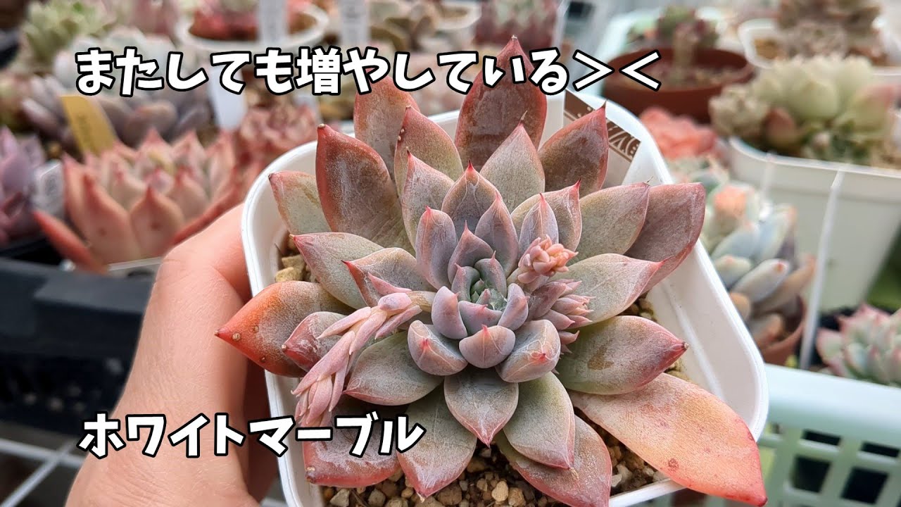 多肉植物】置き場諸問題に直面しているのに…【にじいろクックママ