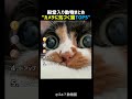 カメラに気づいた猫TOP5 🐱📷