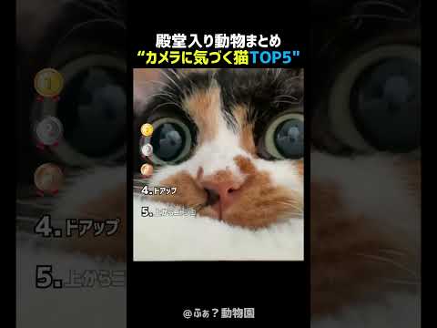 カメラに気づいた猫TOP5 🐱📷