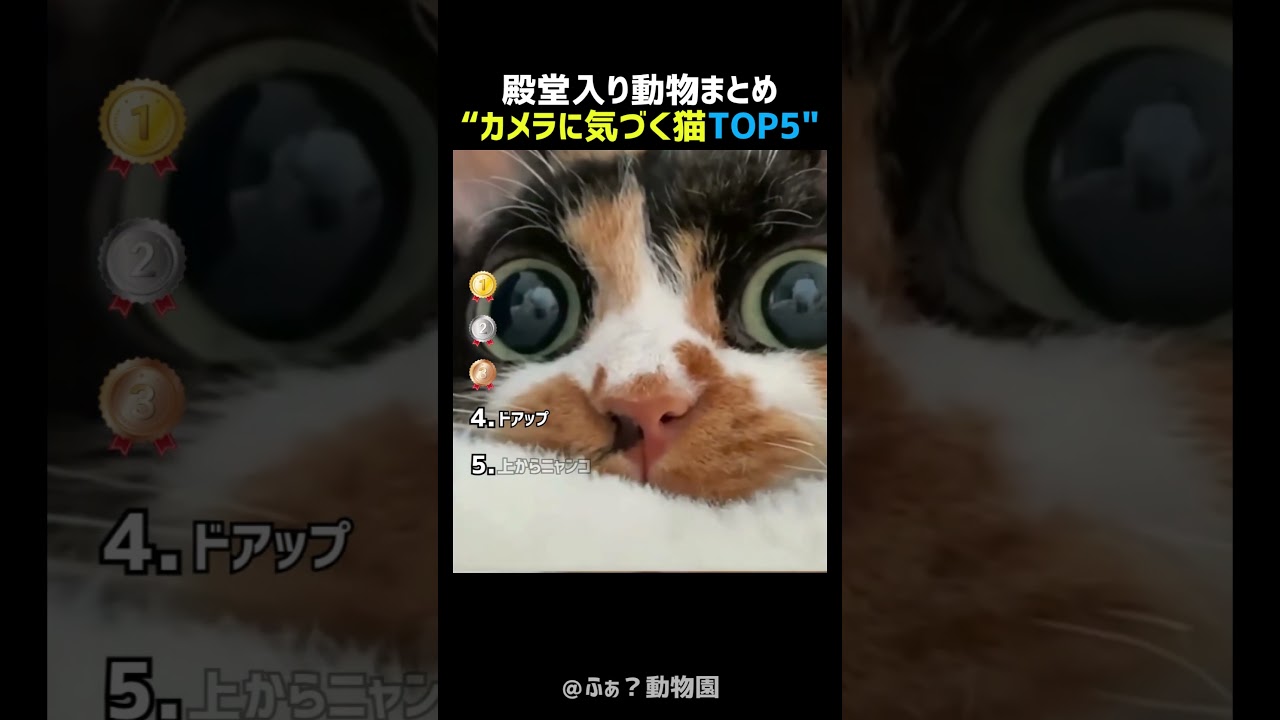 カメラに気づいた猫TOP5 🐱📷