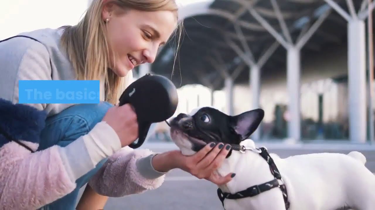 Are French Bulldogs High Maintenance ? YouTube