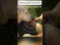 Daily funny pets 82