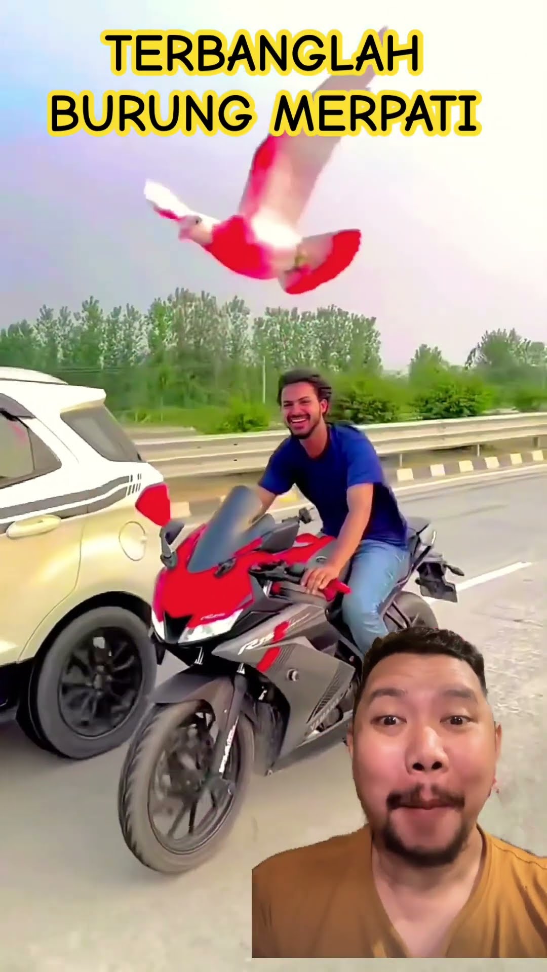 TERBANGLAH BEBAS BURUNG MERPATI!!?? #funny #love #trending #shortsfeed #lucu #comedy