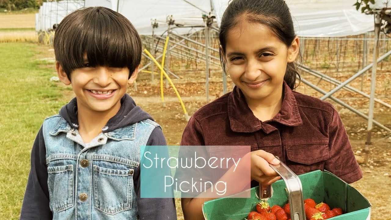 Sweet Adventure: A Day at the Strawberry Farm!