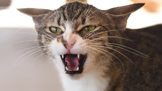 Mother cat calling for her kittens sound effect | Mom cat calling her kittens | Mama cat sounds