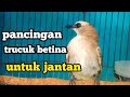 suara burung trucuk betina memanggil jantan ini, Ampuh untuk pancingan trucuk jantan agar nyaut