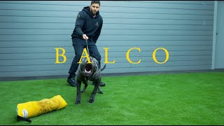 Balco the cane corso - Family protection dog in training (6 months old)