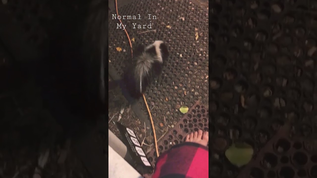 Normal Baby Skunk Behavior 