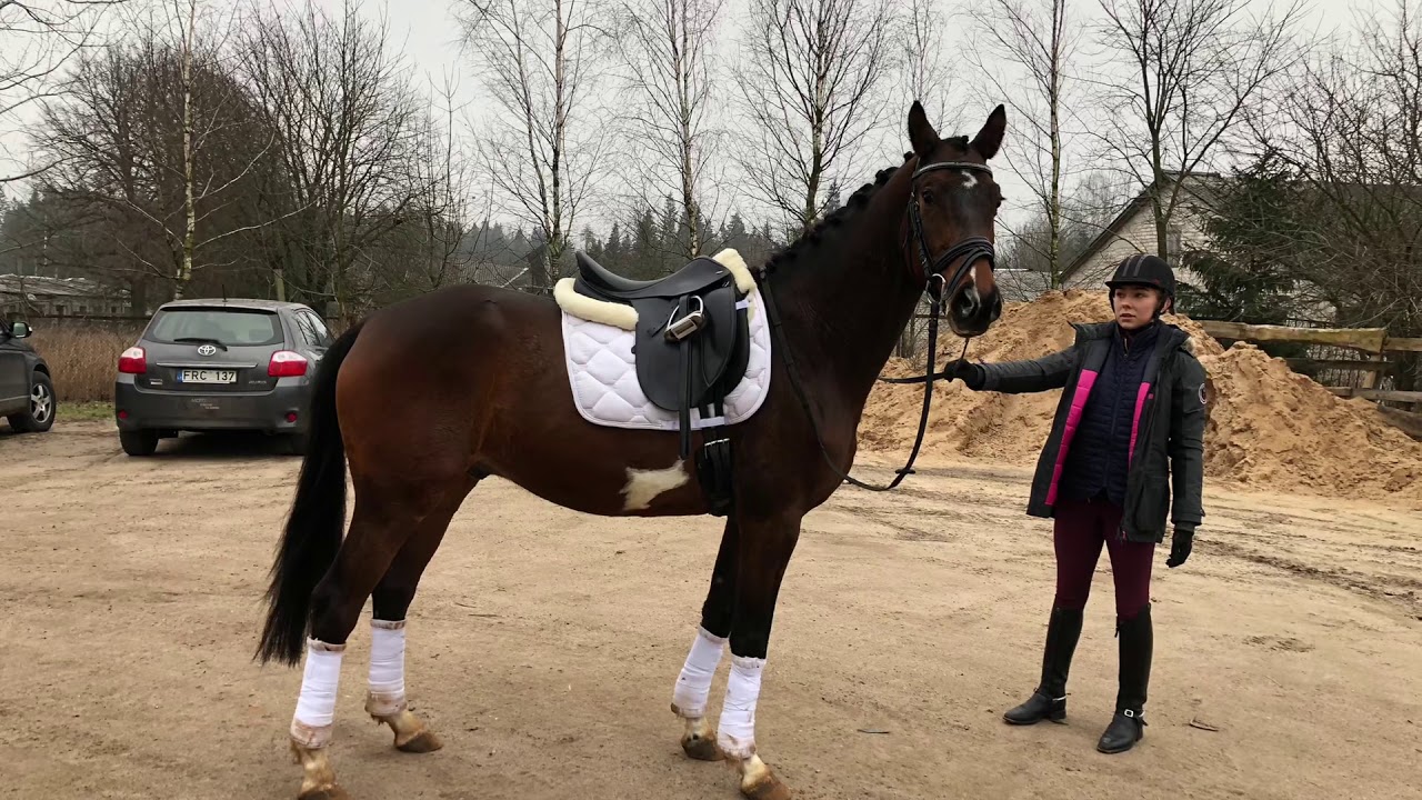 SOLD 5 Year Old Trakehner Gelding For Dressage (www.horsesales.lt