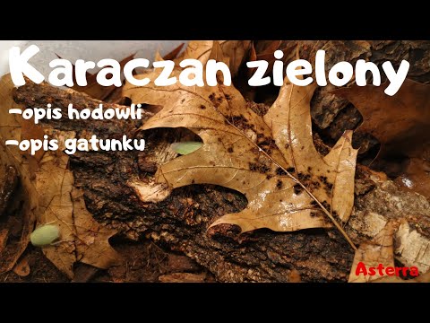 Karaczan Zielony (opis gatunku i hodowli)