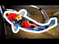 Kolam ikan koi ada ikan patin ikan mas ikan mujaer segala ada | Rahayu Rizkiyah