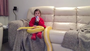 Cher (12ft Reticulated Python) babysitting my 5 year old. Literally.