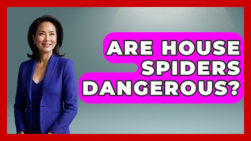 Are House Spiders Dangerous? | Insects and Invaders