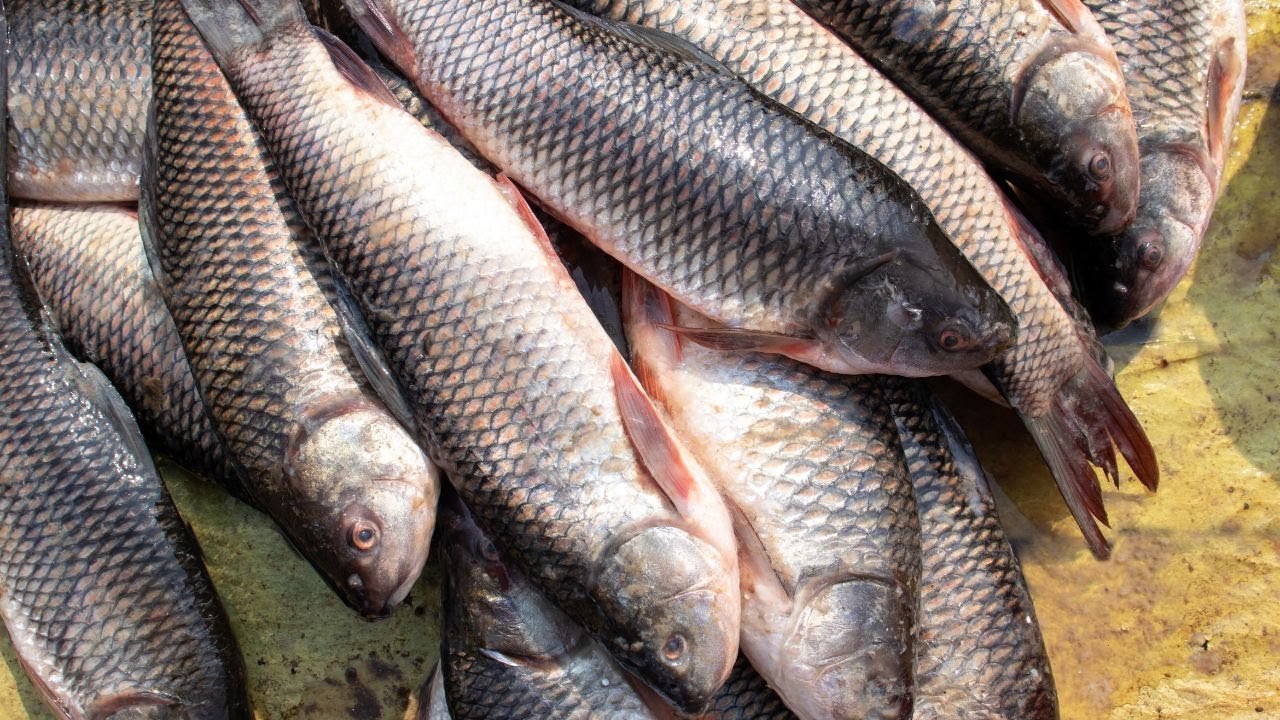 PAKAN IKAN MAS SUPAYA CEPAT BESAR - BISAKAH TANPA PELET?? 