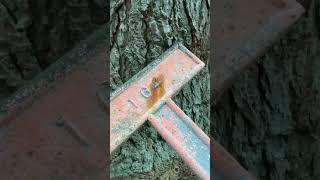 State Hospital Cemeteries #abandoned #cemetery #abandonedplaces #shorts #explore #short