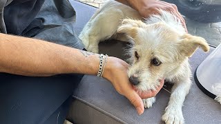 Barinaktan Köpek Sahi̇plendi̇k Ailemize Hoşgeldin Şans