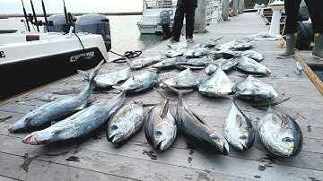 Câu Jig Đối Đầu Với Bầy Cá Bè Lão và Cá Ngừ - Part III