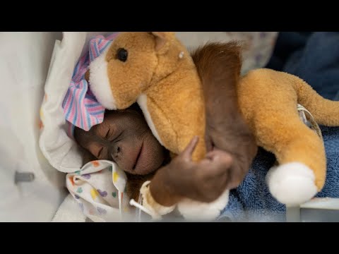 Baby Orangutan Update #1 | Busch Gardens Tampa Bay
