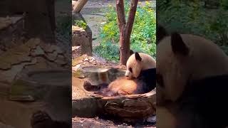 Панда в джакузи. 🐼😄