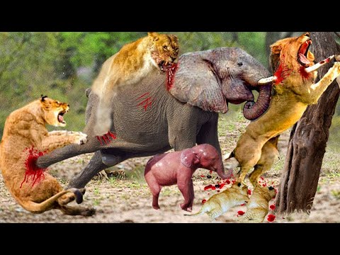 Mother Elephant Goes Crazy Attacking Lion - Lion Receives Tragic Death When Eating Baby Elephant