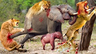 Mother Elephant Goes Crazy Attacking Lion - Lion Receives Tragic Death When Eating Baby Elephant