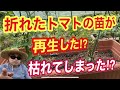 折れたトマトの苗が再生した！？枯れてしまった！？