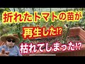 折れたトマトの苗が再生した！？枯れてしまった！？