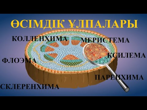 Бейне: Меристемалық ұлпада?