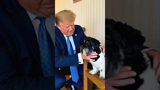 Trump loves my Dog 🤪          #aiart #funnyvideos #havanesedog #trump  #elvispresley #viralshorts