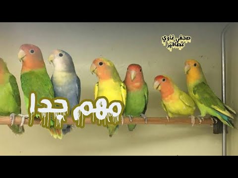 تربية الفيشر و تربية الروز من البداية للاحتراف