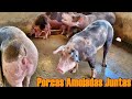 porcas amojadas  na mesma baia da certo 🤔🐖🐷