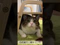 上手に隠れていると思ったら… #Shorts