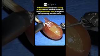 Medical students practice suturing operations on grapes 😯
