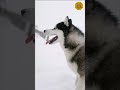 Curiosidades sobre el husky Que no sabias 🐕