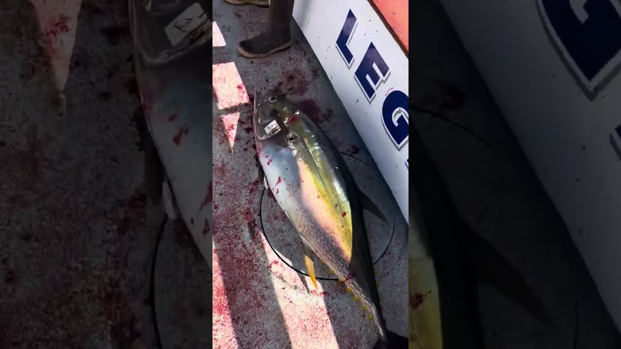 Yellowfin Tuna On The Deck Of Legend Sportfishing 