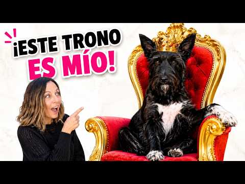 👑 LANA wanted a THRONE... and this is what happened 🐶